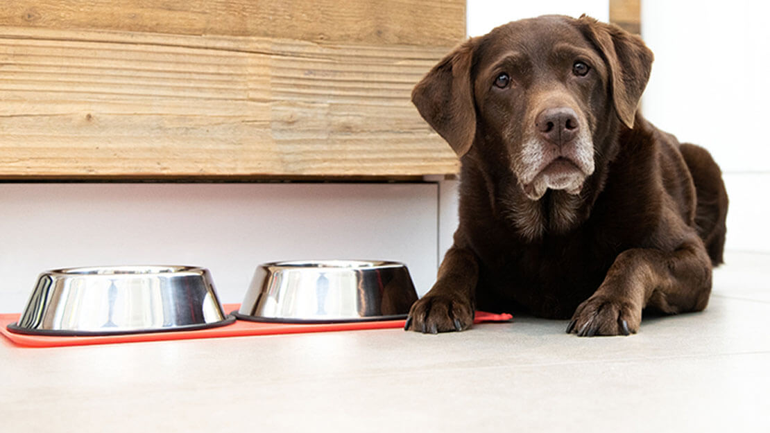 starszy labrador leżący obok miski z jedzeniem