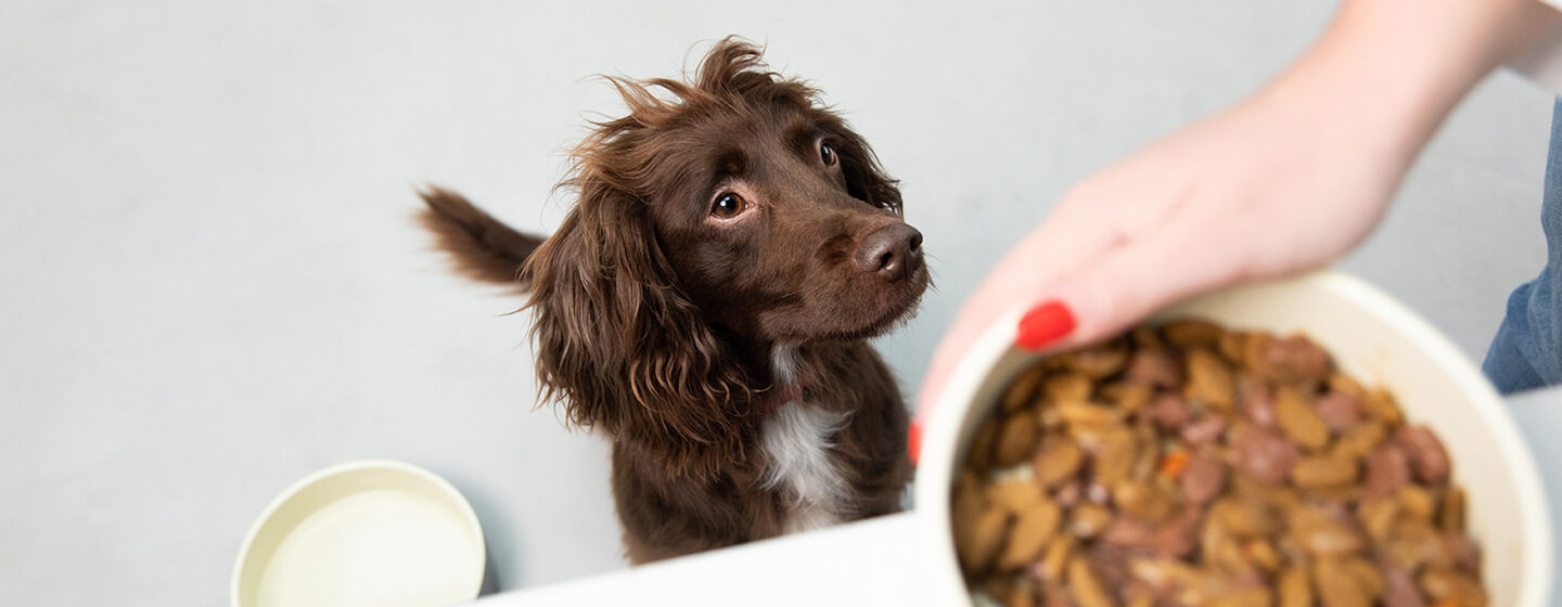  spaniel patrząc na miskę karmy dla psów