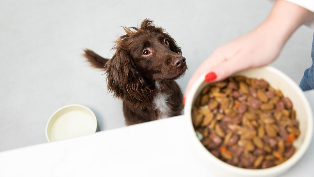 Spaniel czekający na miskę z karmą