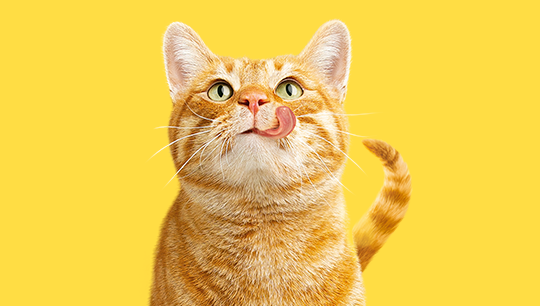 Friskies® wypróbuj suchą i mokrą​