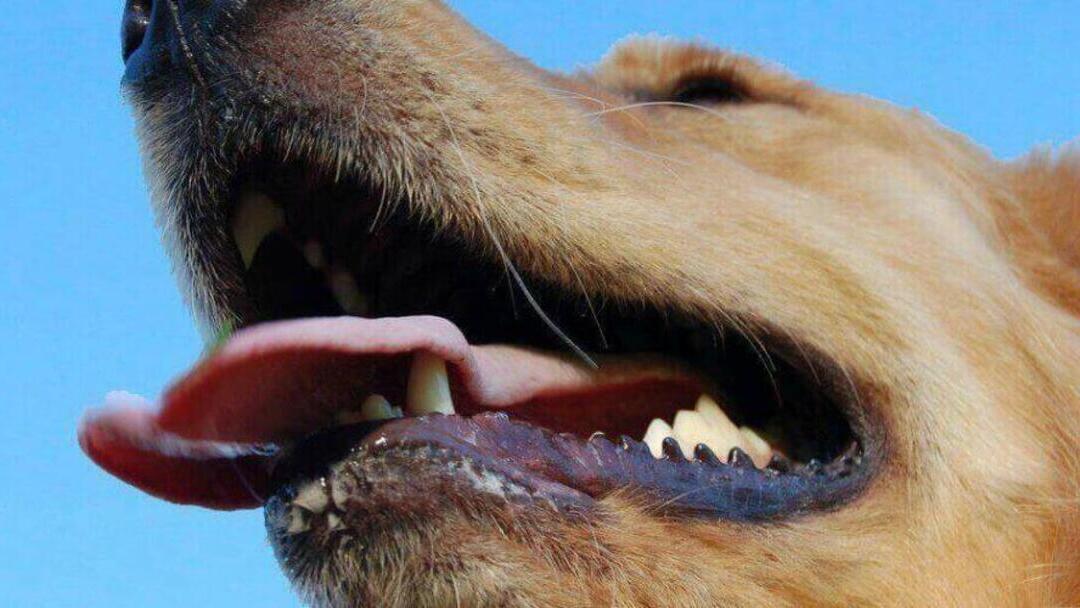Czy zęby Twojego psa są zdrowe?