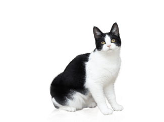 Czarno biały kot siedzi