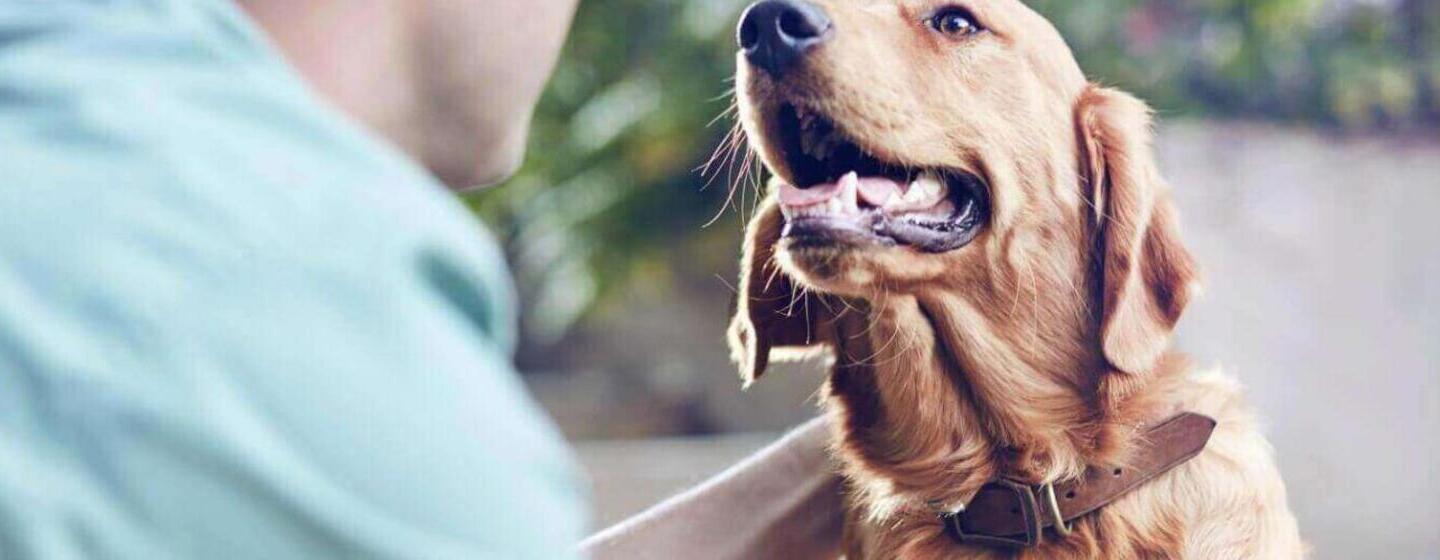 Zwalczanie nieświeżego oddechu u psa