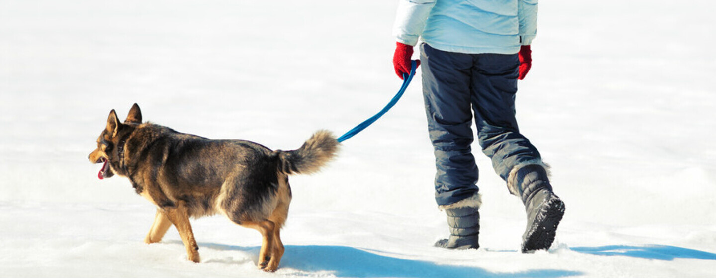 Jak dbać o psa zimą - wskazówki i porady