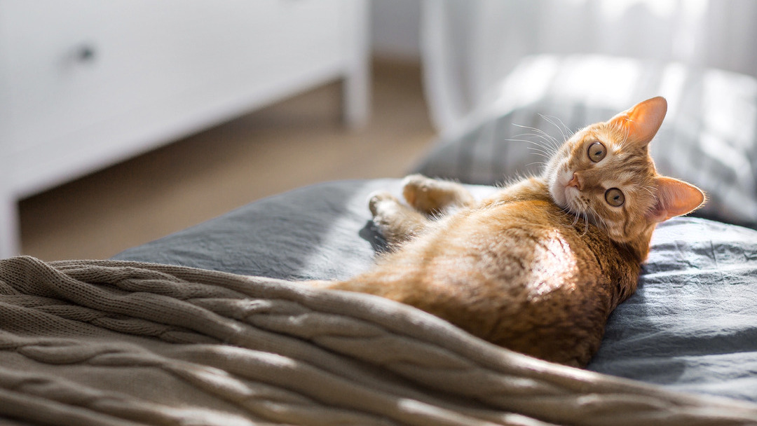 Czy koty niewychodzące są mniej szczęśliwe od kotów wychodzących?