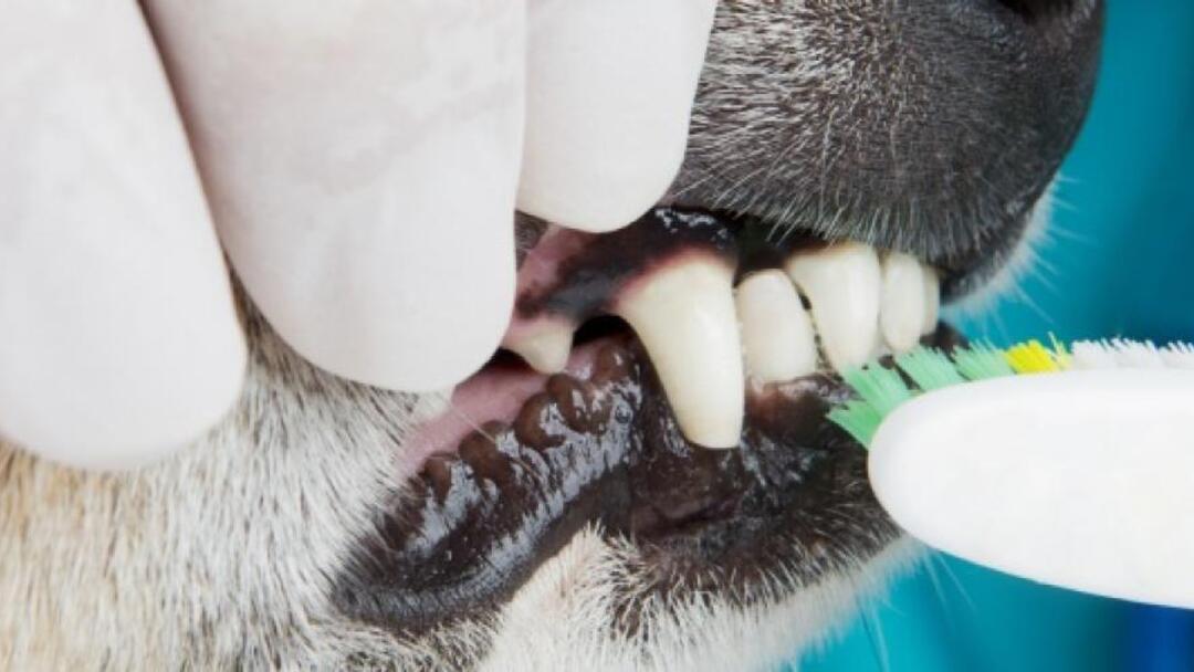 Opieka stomatologiczna dla małych psów