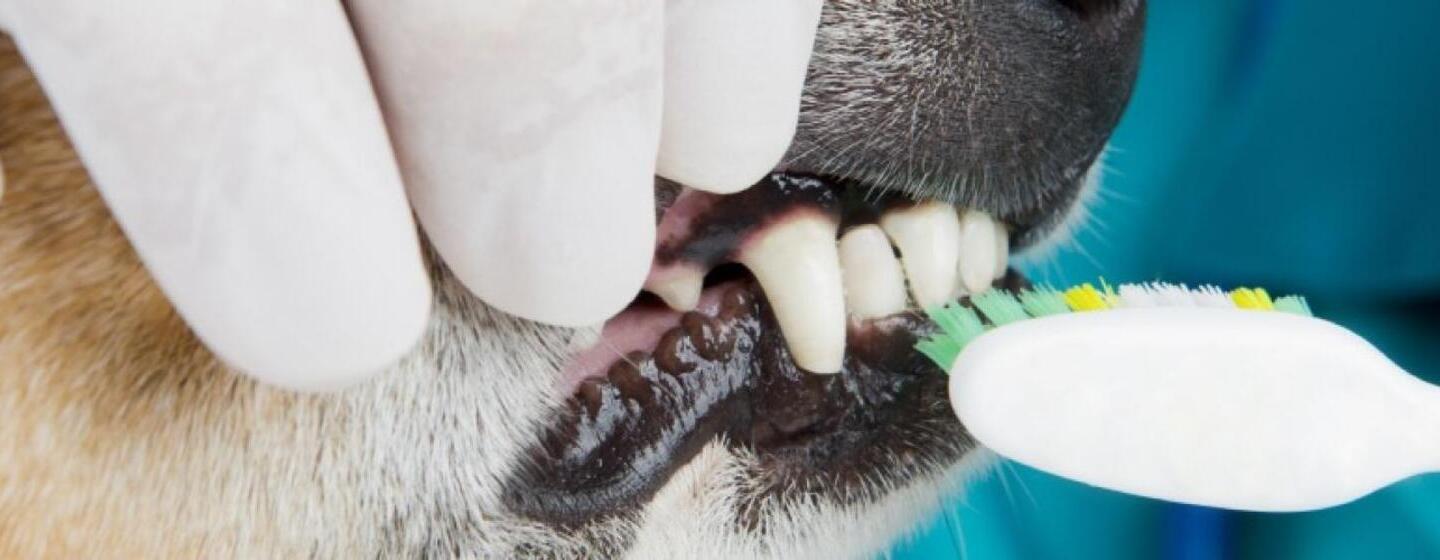 Opieka stomatologiczna dla małych psów