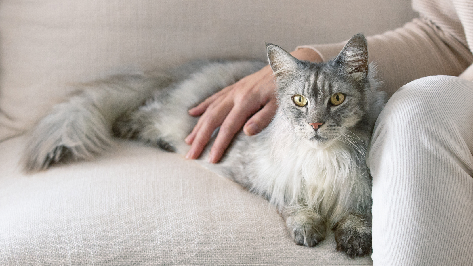 Długowłosy szary kot leżący na kanapie z ręką właściciela na plecach