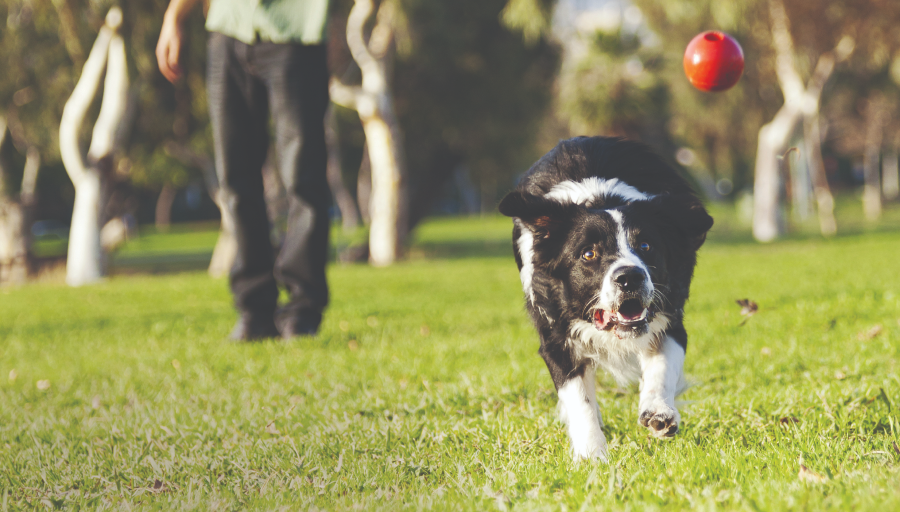 Border Collie goni czerwoną piłkę na trawiastym obszarze