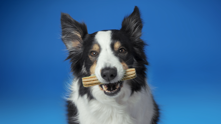Wypróbuj naszą gamę produktów Dentalife® dla psów