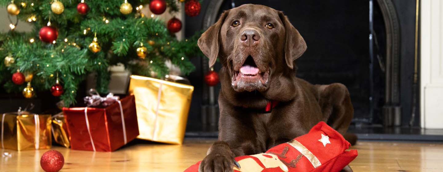 7 Naprawdę wyjątkowych prezentów świątecznych dla psów 