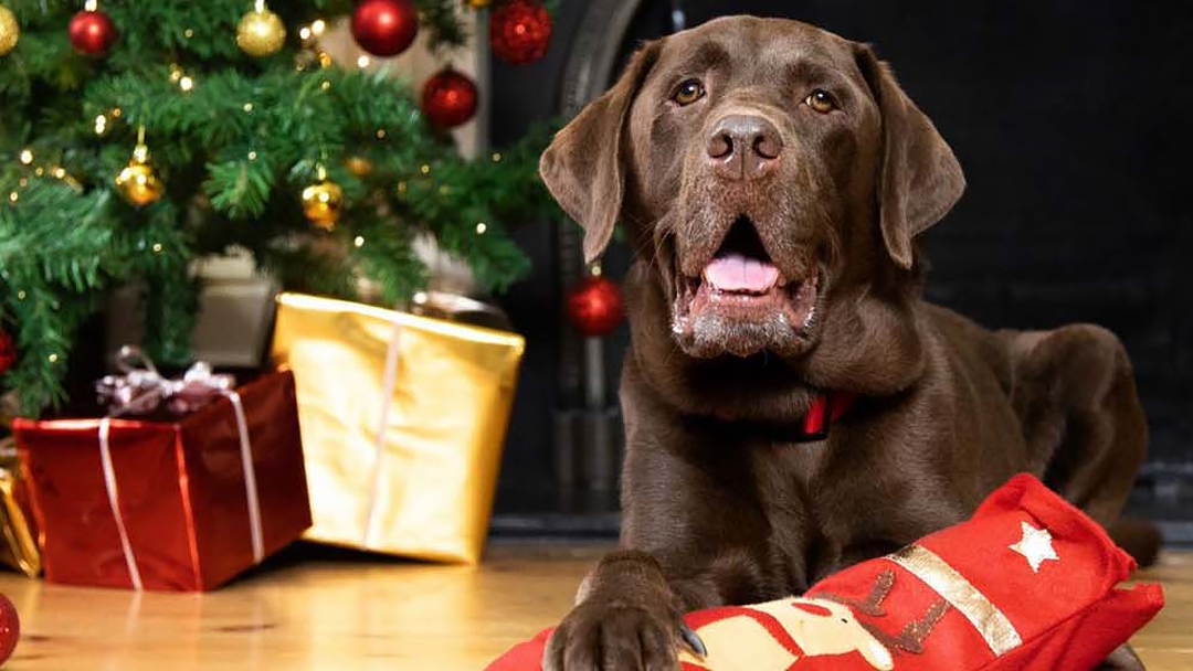 7 Naprawdę wyjątkowych prezentów świątecznych dla psów