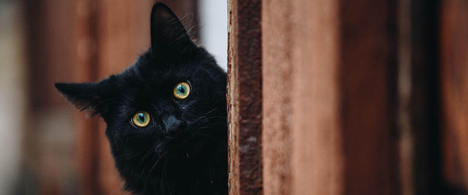 czarny kot sylwester