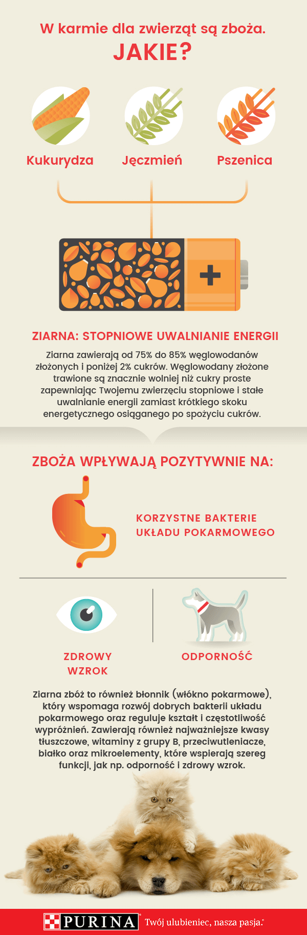 infografika Purina - jakie zboża są w karmie dla psów i kotów