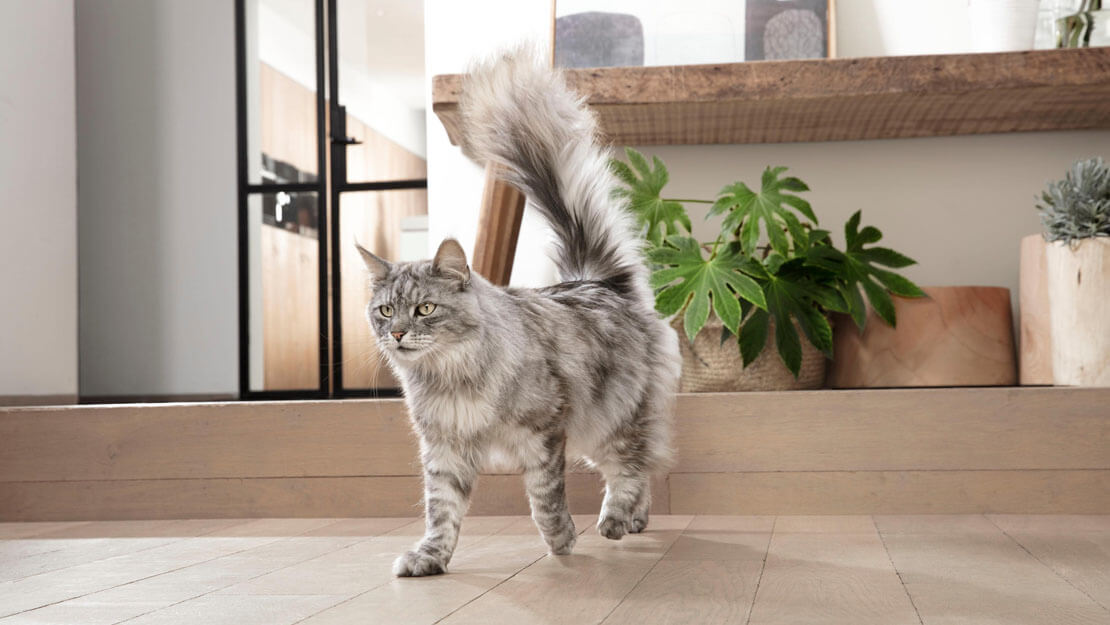 Purina