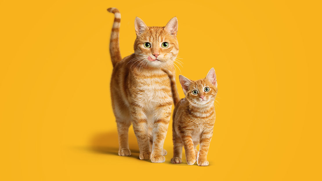 Friskies