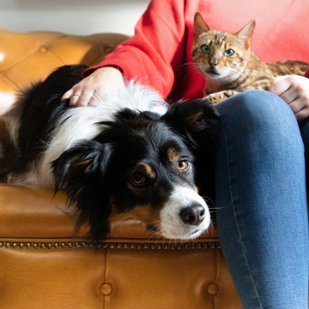 Pies, kot i mężczyzna siedzący na kanapie