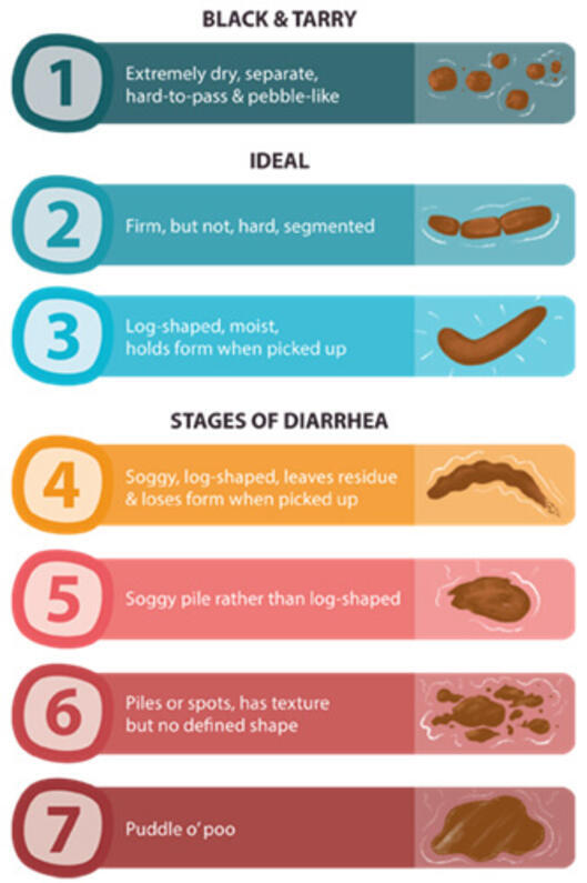 dog poop