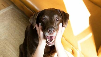 Czekoladowy labrador z otwartymi ustami przez właściciela.