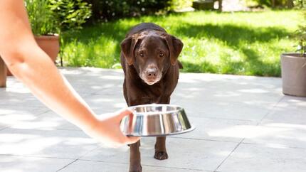 Starszemu labradorowi wręcza się miskę
