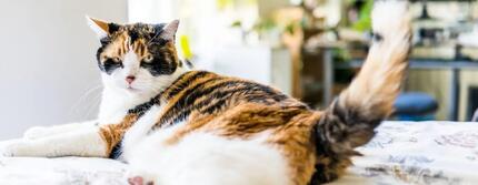 Czy Twój kot ma nadwagę?