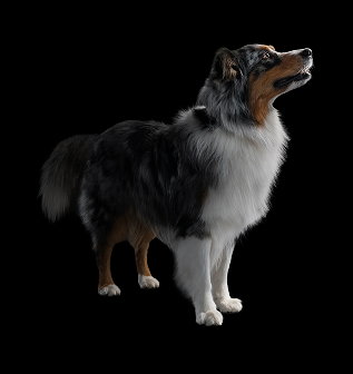 Pro Plan Dog