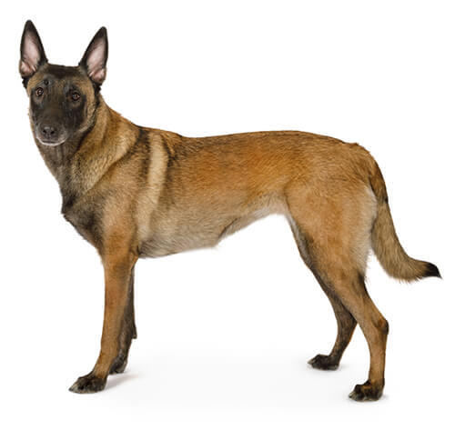 Owczarek Belgisjki Malinois