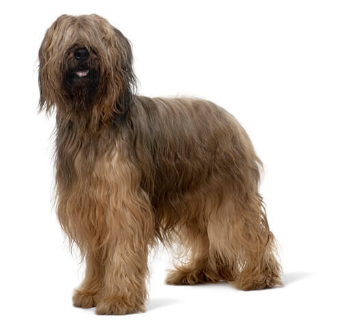 Owczarek Francuski Briard