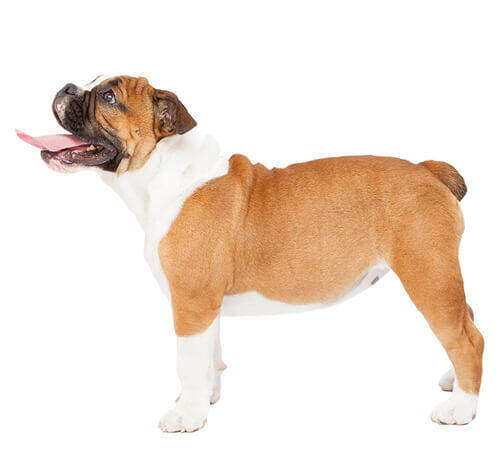 Buldog