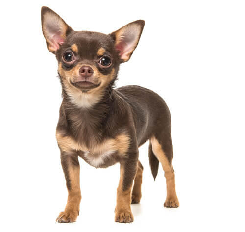 Chihuahua (Gładkowłosy)