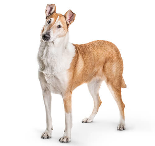 Owczarek Szkocki Krótkowłosy