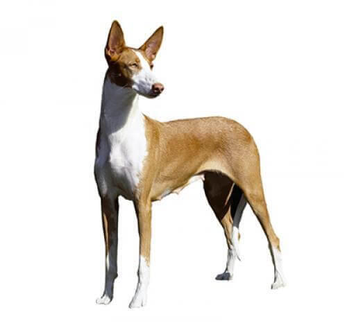 Podenco Z Ibizy (Gładkowłosy)