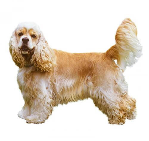 Cocker spaniel amerykański