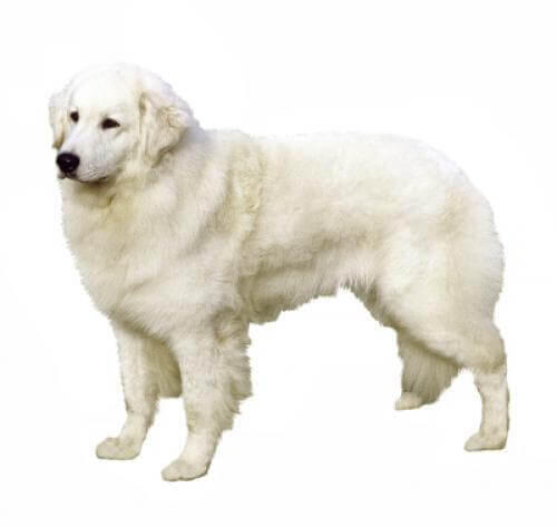 Kuvasz Węgierski