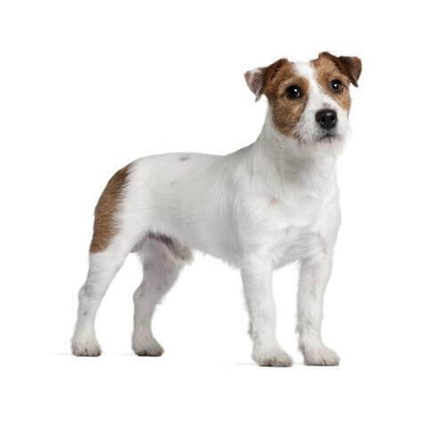 Parson Jack Russell Terrier (Krótko/Gładkowłosy)
