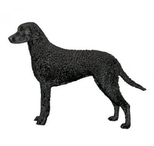 Curly-Coated Retriever