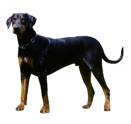 Doberman