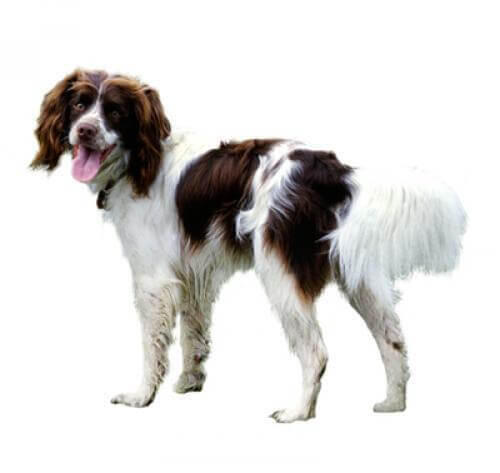 Springer Spaniel Angielski