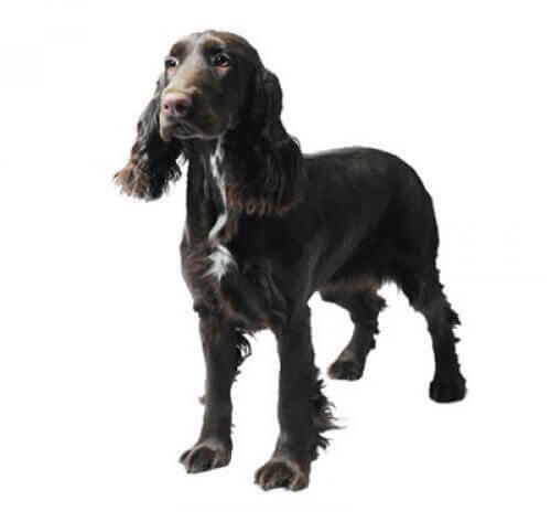 Field Spaniel