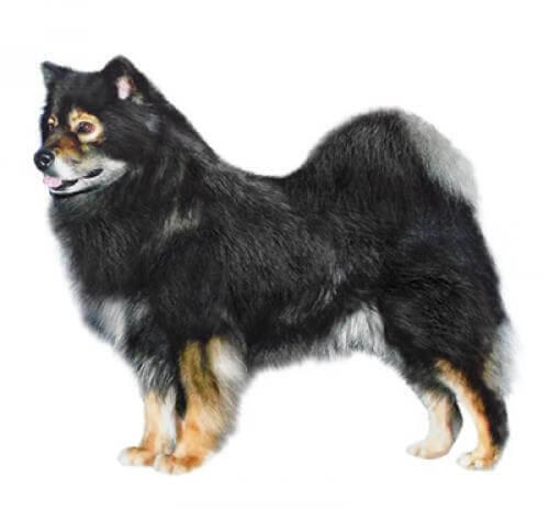 Fiński Lapphund