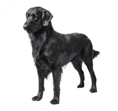 Flat Coated Retriever