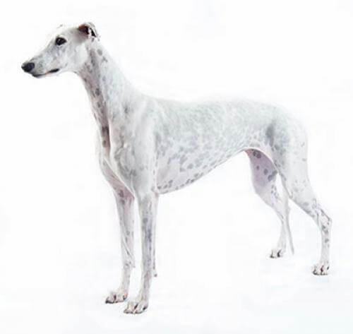 Greyhound