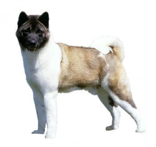 Akita