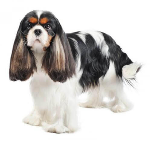 King Charles Spaniel