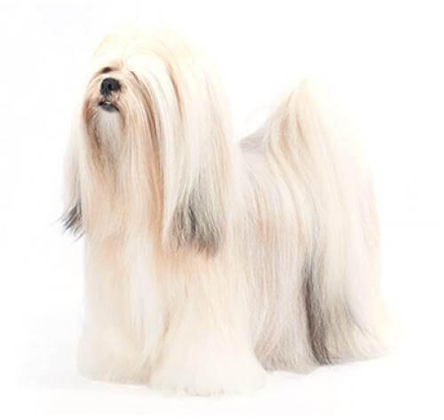 Lhasa Apso