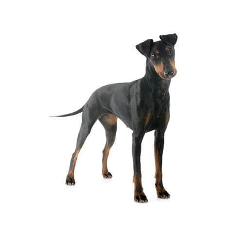 Manchester Terrier