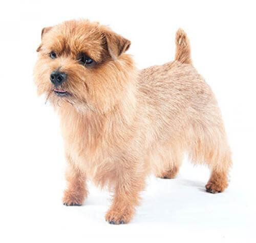 Norfolk Terrier