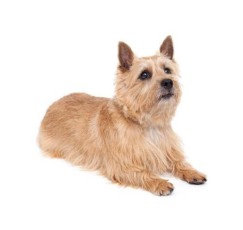 Norwich Terrier