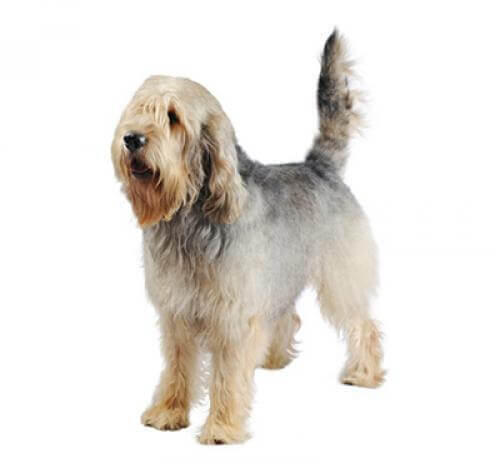 Otterhound