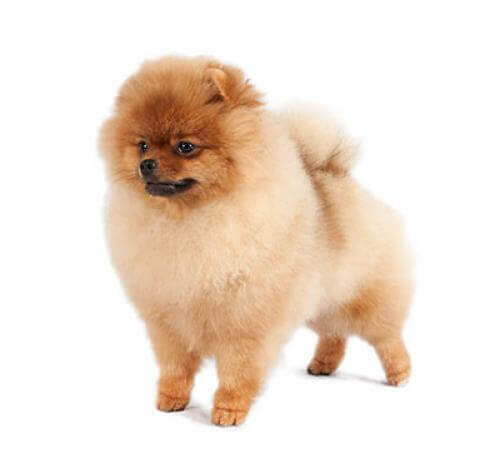 Szpic Miniaturowy (Pomeranian)